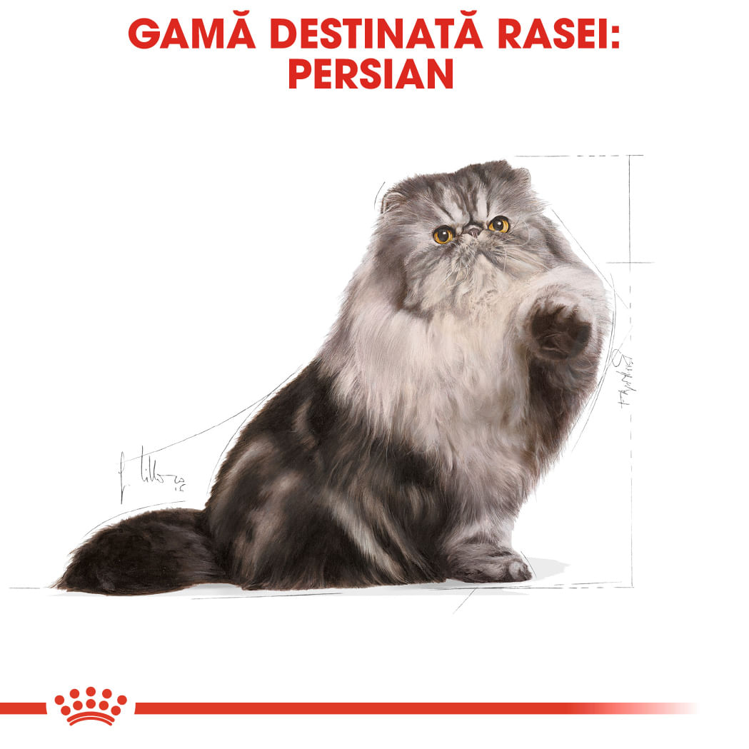 ROYAL CANIN Persian Adult, hrană uscată pisici, 2kg - poza 4