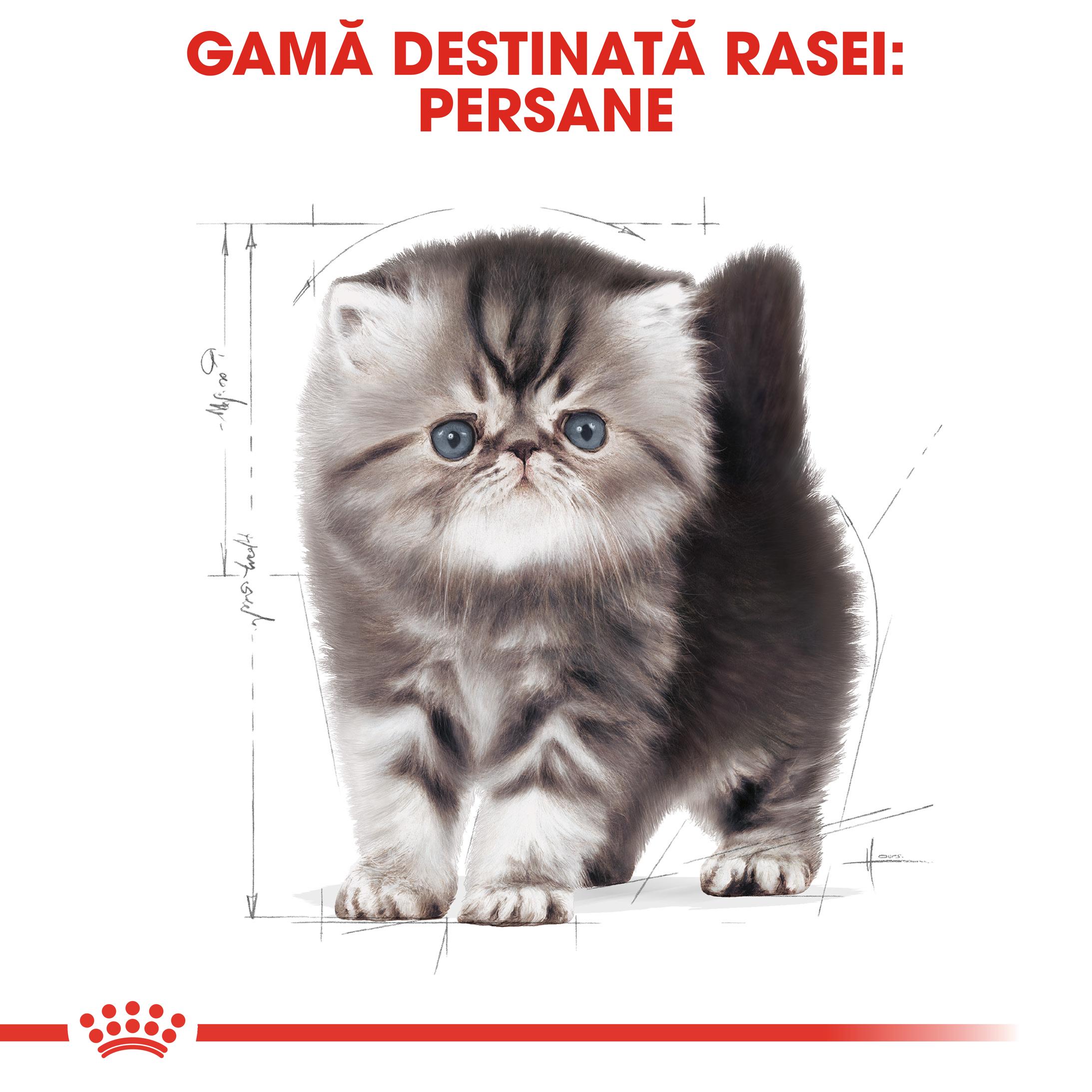 ROYAL CANIN Persian Kitten, hrană uscată pisici junior, 400g - poza 4