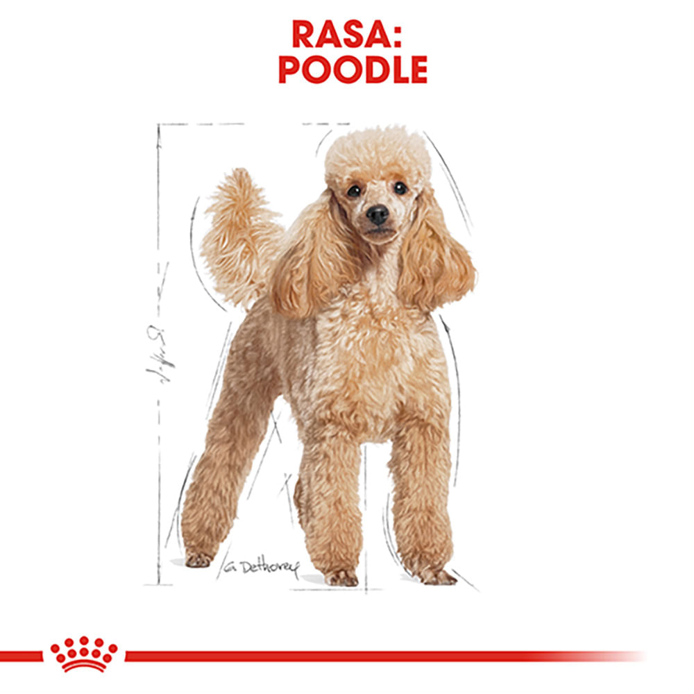 ROYAL CANIN Poodle Adult, hrană uscată câini, 1.5kg - poza 4
