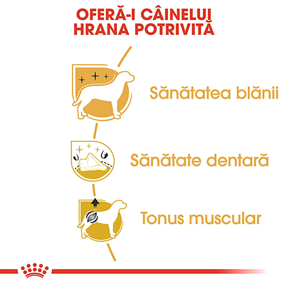 ROYAL CANIN Poodle Adult, hrană uscată câini, 1.5kg - poza 5