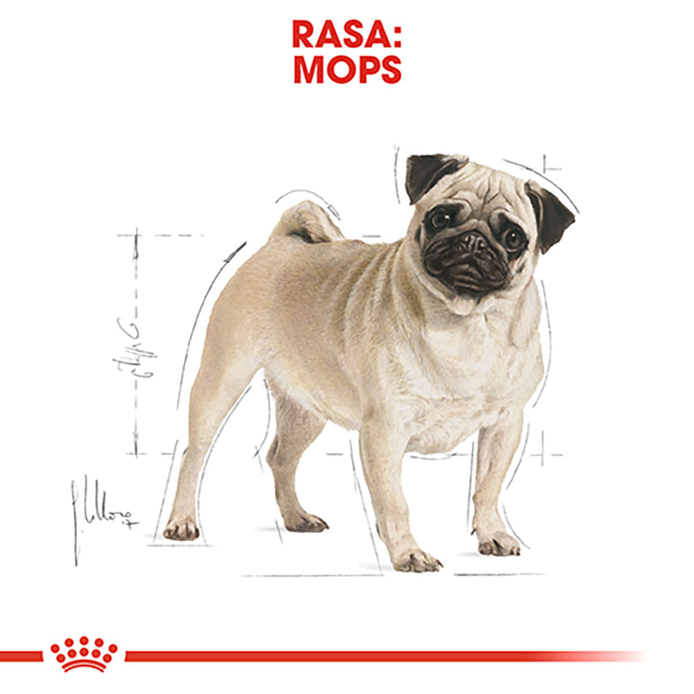 ROYAL CANIN Pug Adult, hrană uscată câini, 1.5kg - poza 4