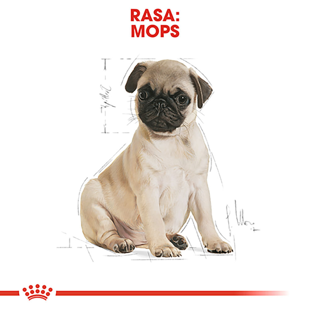 ROYAL CANIN Pug Puppy, hrană uscată câini junior, 1.5kg - poza 4