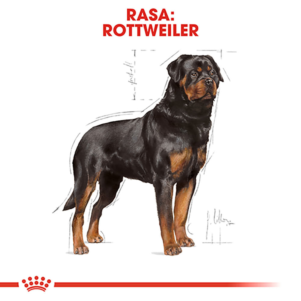 ROYAL CANIN Rottweiller Adult, hrană uscată câini, 12kg - poza 4