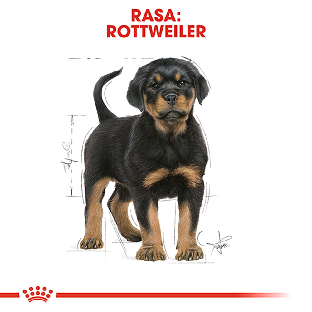 ROYAL CANIN Rottweiller Puppy, hrană uscată câini junior, 12kg - poza 4