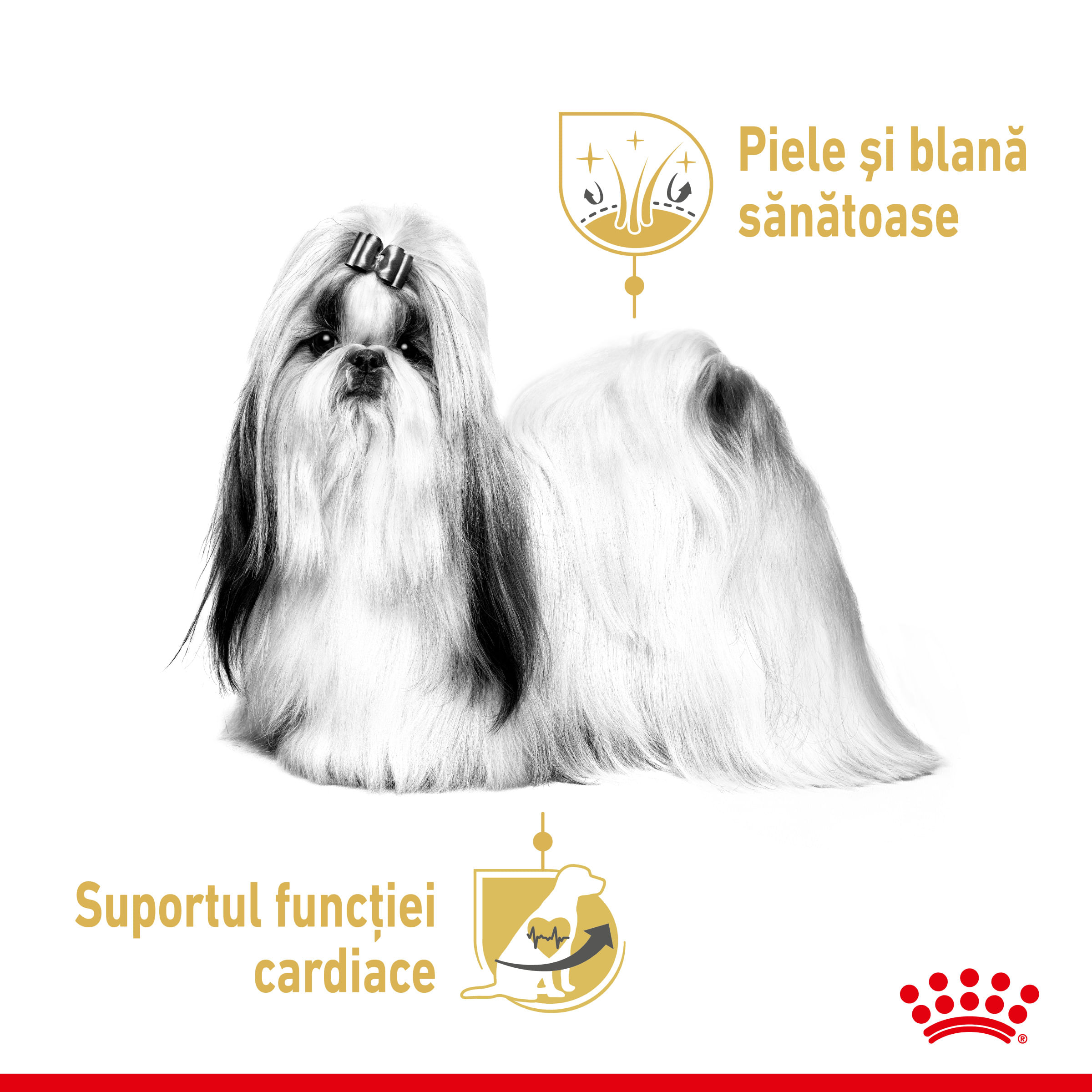 ROYAL CANIN Shih Tzu Adult hrană umedă câini (pate), 85g - poza 4