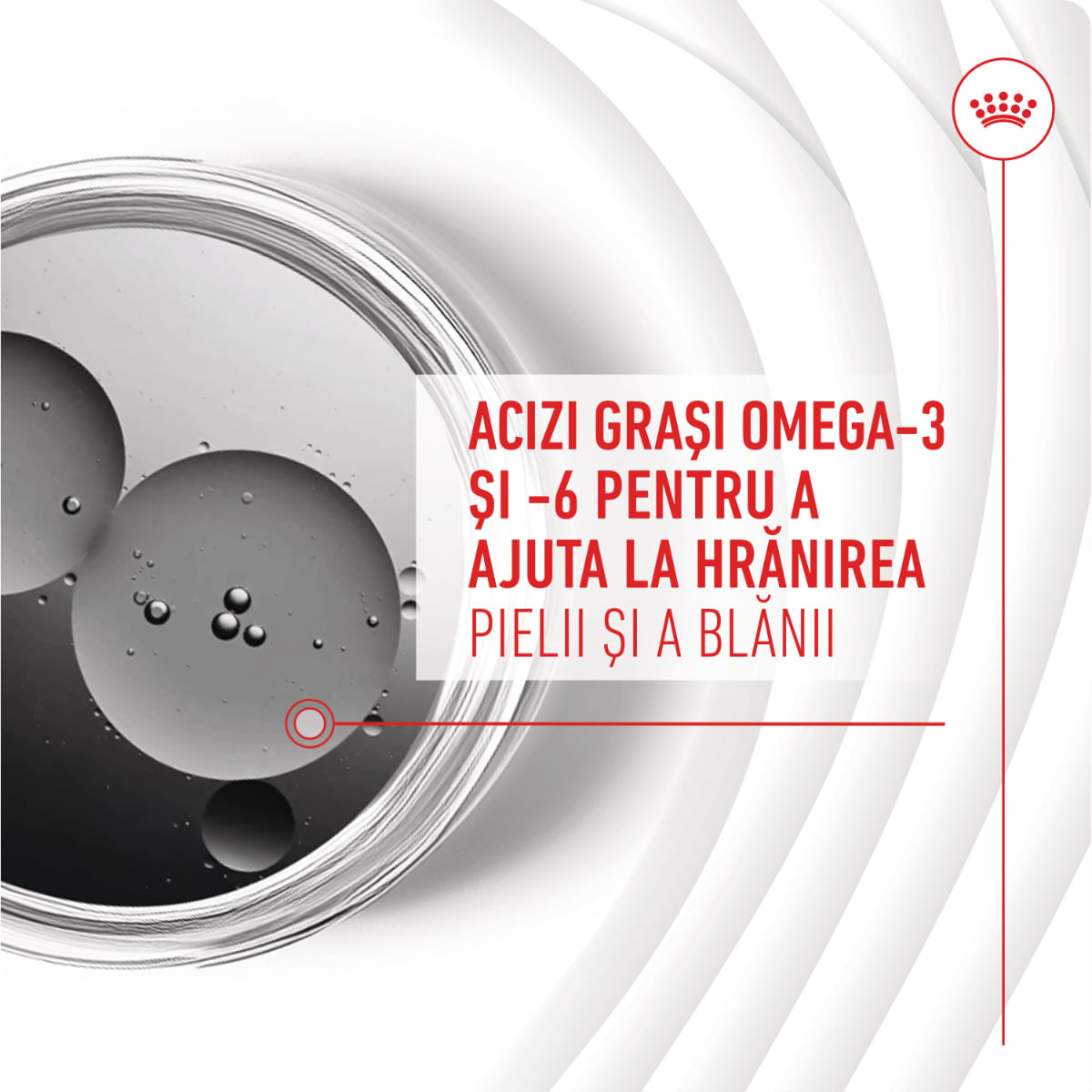 ROYAL CANIN Skin & Coat chews Adult Supplements, punguță recompense funcționale câini, piele & blană, 240g - poza 5