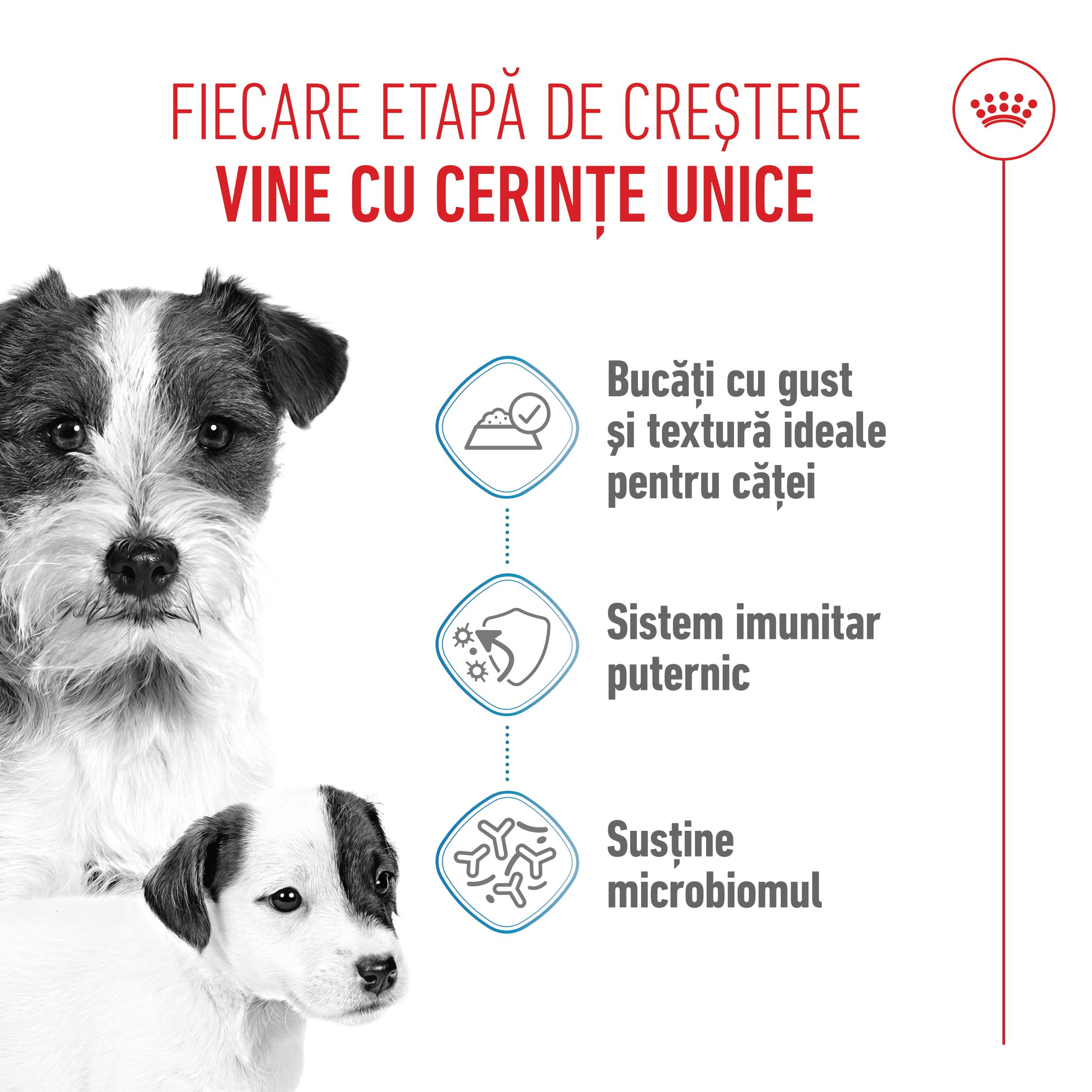 ROYAL CANIN Starter Mousse, mama și puiul, conservă hrană umedă câini, (mousse), 195g - poza 4