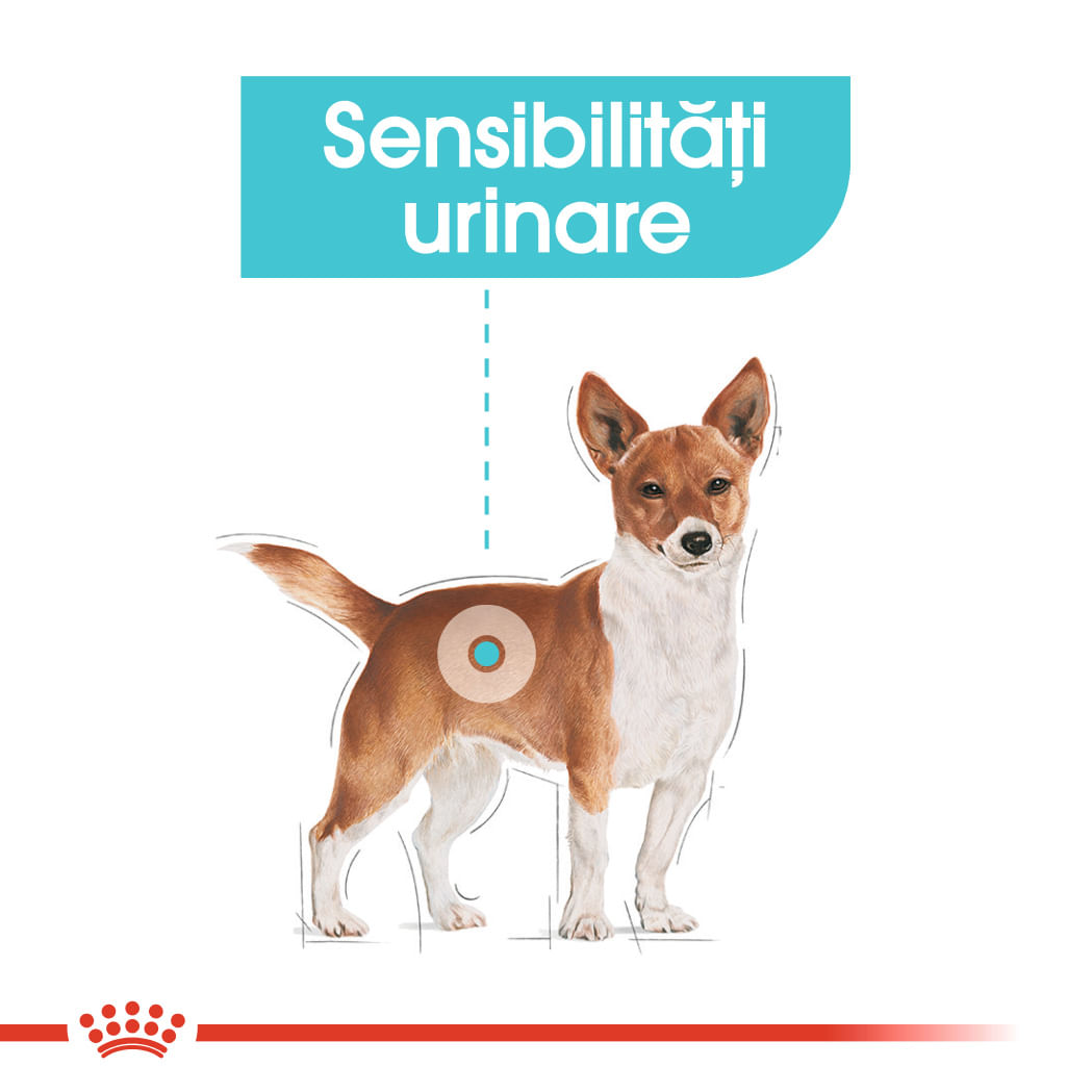 ROYAL CANIN Urinary Care Adult, hrană umedă câini, sănătatea tractului urinar, (pate), 85g - poza 4