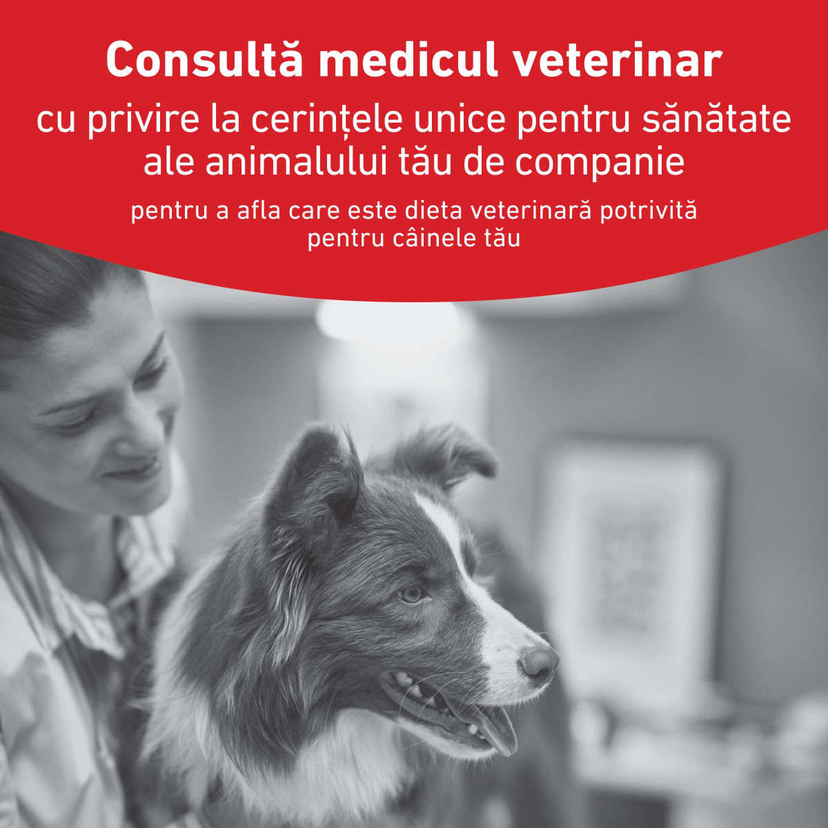 ROYAL CANIN VETERINARY DIET Glycobalance Low Carbohydrate, XS-XL, dietă veterinară, conservă hrană umedă câini, diabet, (pate), 410g - poza 4