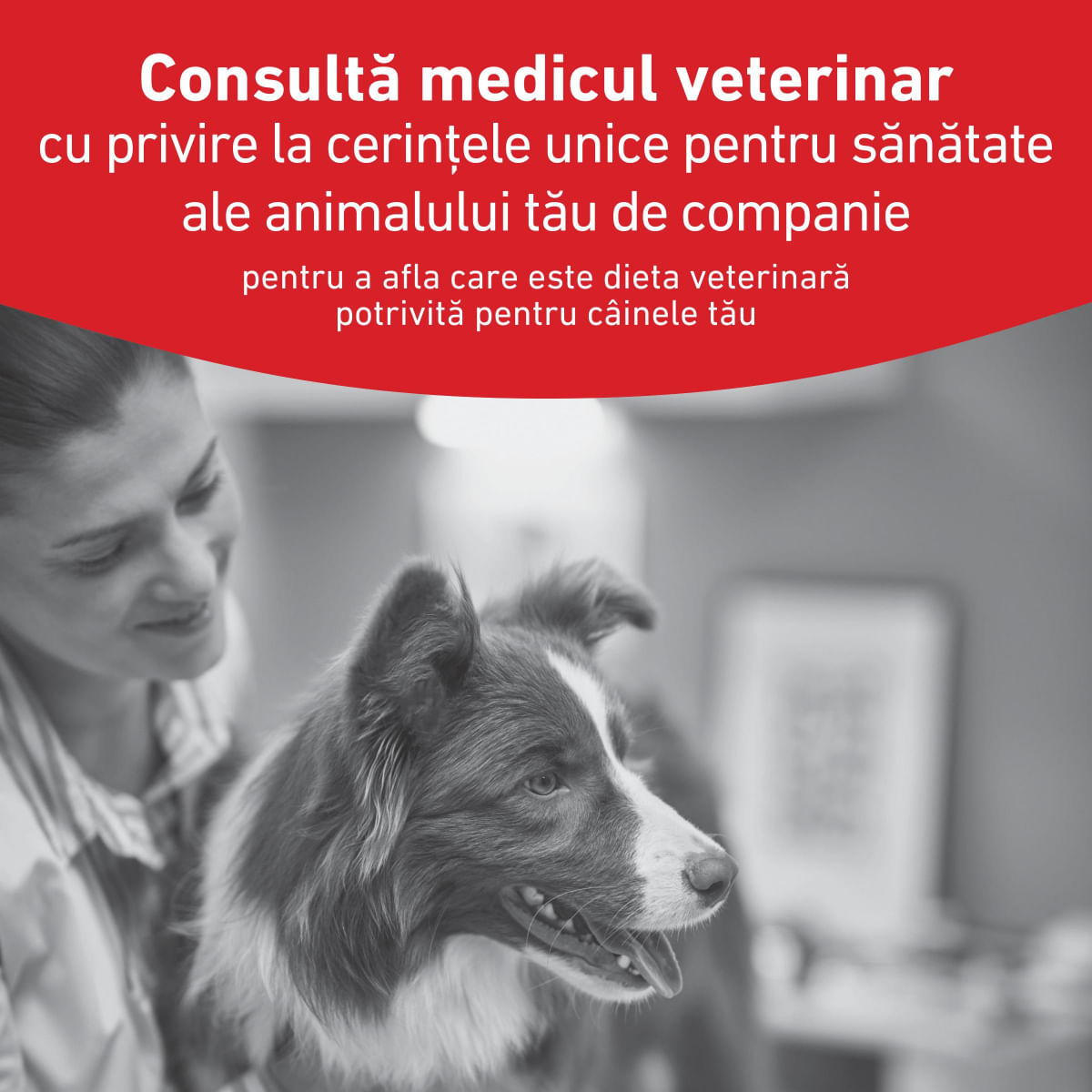 ROYAL CANIN VETERINARY DIET Glycobalance, XS-XL, dietă veterinară, hrană uscată câini, diabet, 1.5kg - poza 4