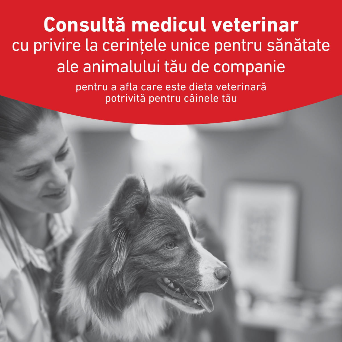 ROYAL CANIN VETERINARY DIET Glycobalance, XS-XL, dietă veterinară, hrană uscată câini, diabet, 12kg - poza 4