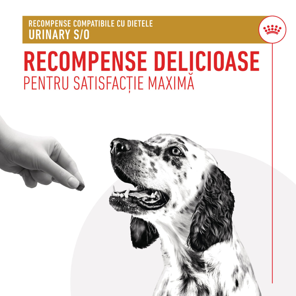ROYAL CANIN VETERINARY DIET Urinary S/O Treats, punguță recompense funcționale câini, sistem urinar, 230g - poza 4