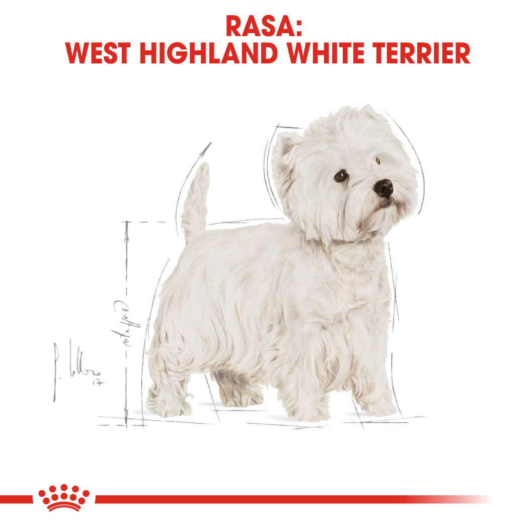 ROYAL CANIN West Highland Terrier Adult, hrană uscată câini, 1.5kg - poza 4