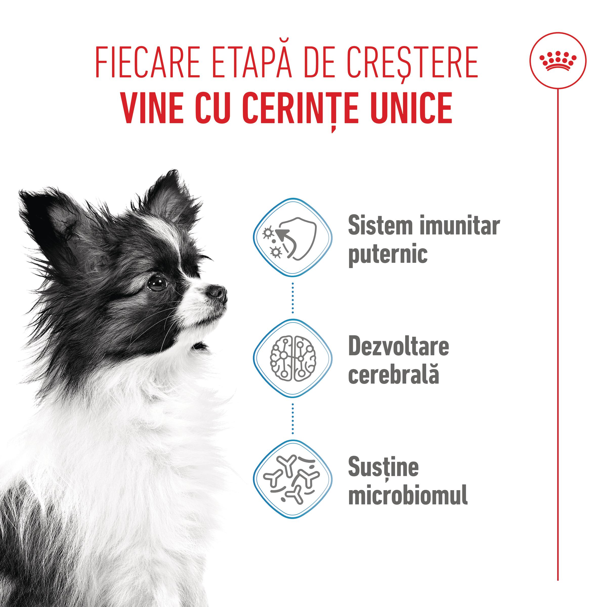 ROYAL CANIN X-Small Puppy, hrană uscată câini junior, 1.5kg - poza 4