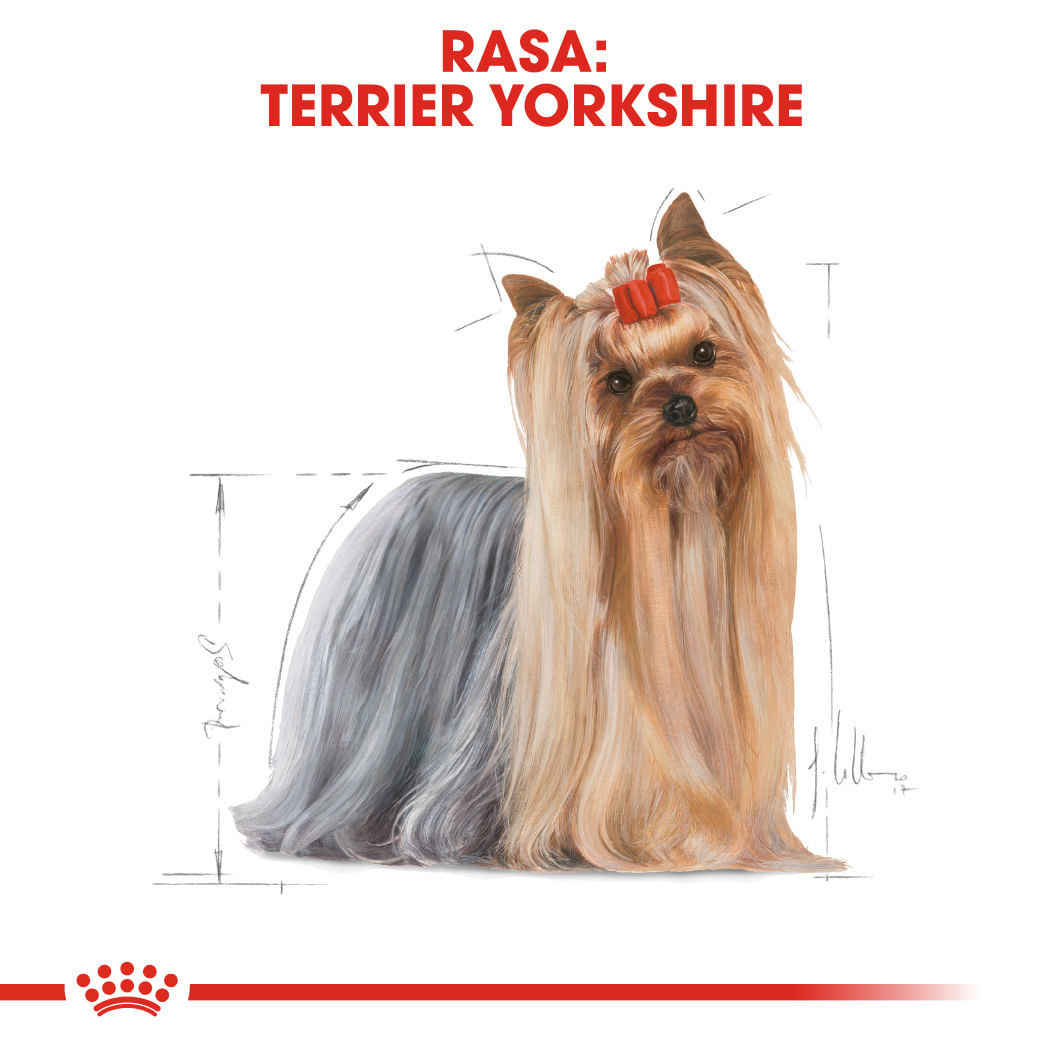 ROYAL CANIN Yorkshire Adult hrană umedă câini (pate), bax, 85g x 12buc - poza 3