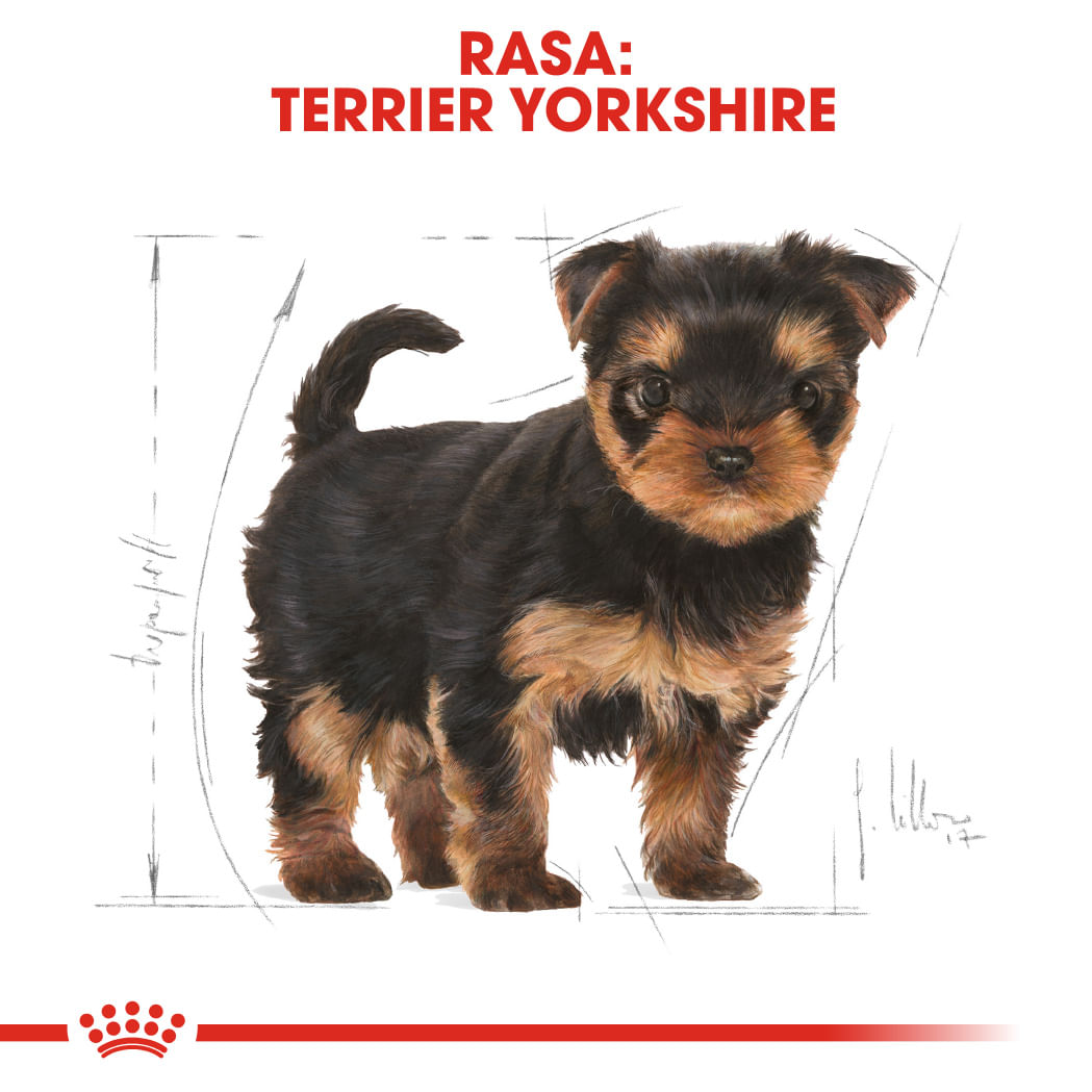 ROYAL CANIN Yorkshire Puppy, hrană uscată câini junior, 1.5kg - poza 4