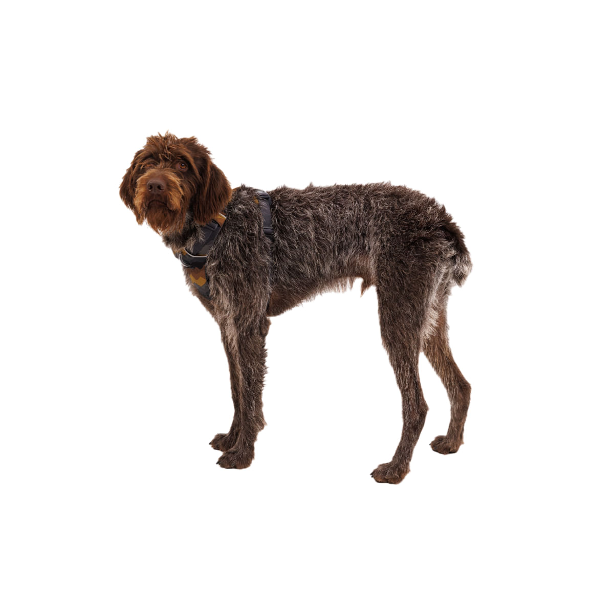 RUFFWEAR Front Rage, ham prindere dublă(piept&spate) dresaj câini, ajustabil, reflectorizant RUFFWEAR Front Rage Moonlight Mountains, ham prindere dublă(piept&spate) dresaj câini, ajustabil, reflectorizant, maro și gri, L-XL(81-107cm) - poza 3