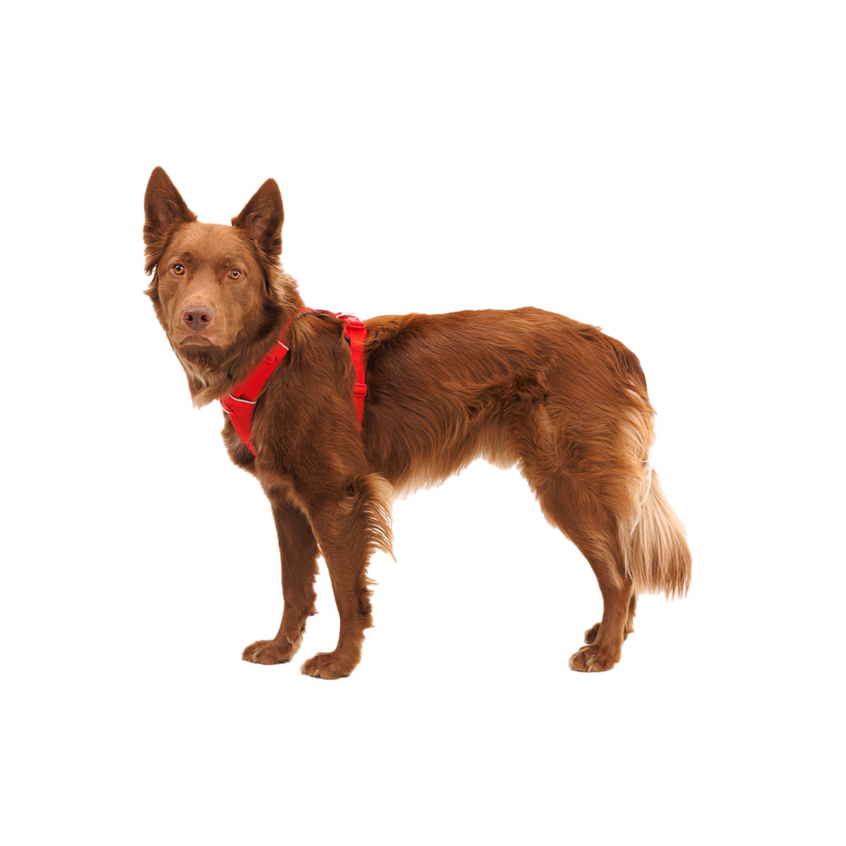 RUFFWEAR Front Rage, ham prindere dublă(piept&spate) dresaj câini, ajustabil, reflectorizant RUFFWEAR Front Rage Red Canyon, ham prindere dublă(piept&spate) dresaj câini, ajustabil, reflectorizant, roșu, L-XL(81-107cm) - poza 3
