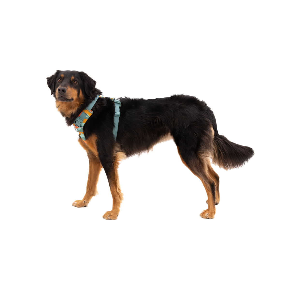 RUFFWEAR Front Rage, ham prindere dublă(piept&spate) dresaj câini, ajustabil, reflectorizant RUFFWEAR Front Rage Spring Mountains, ham prindere dublă(piept&spate) dresaj câini, ajustabil, reflectorizant, verde și portocaliu, M(69-81cm) - poza 3