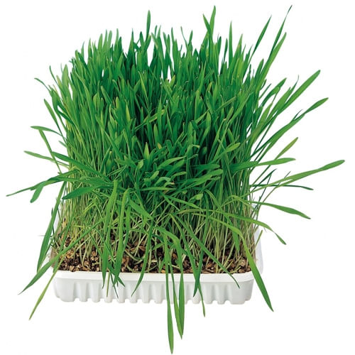 Tavita de Plastic cu Seminte de Iarba 100 g - poza 2