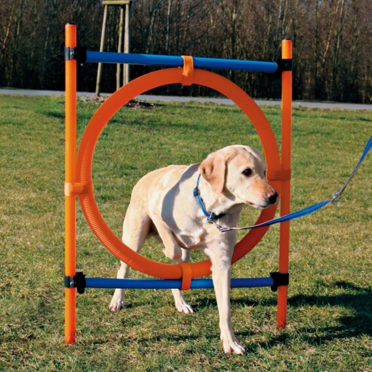 TRIXIE Agility Ring, jucărie obstacol câini, plastic, 65cm, albastru cu portocaliu - poza 1