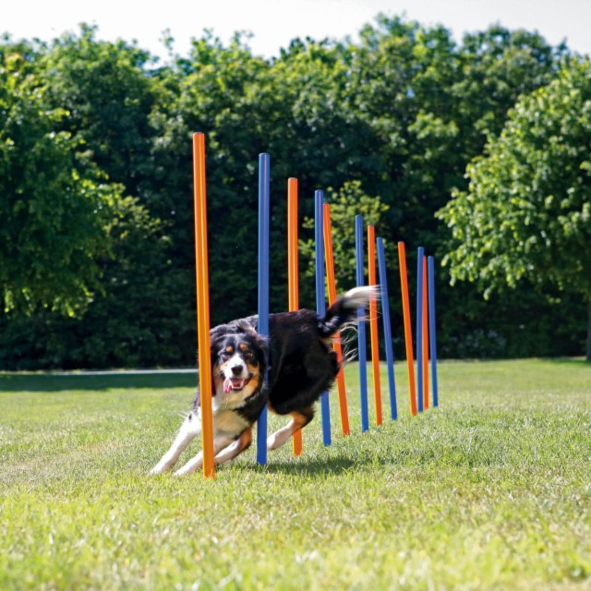 TRIXIE Agility Slalom, jucărie interactivă câini, plastic, 115cm x 3cm, 12buc, albastru/portocaliu - poza 2