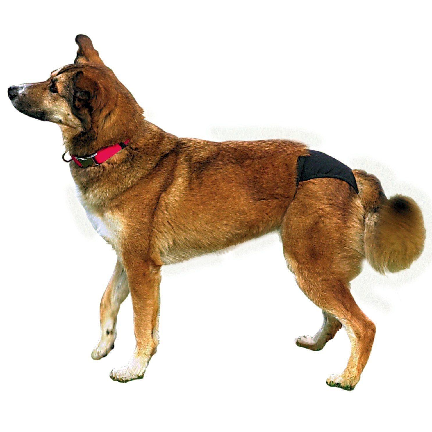 Trixie Chiloti pentru Caini 60-70 cm XL 60-70 cm - poza 3