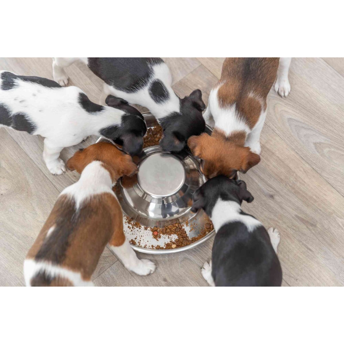 TRIXIE Puppy Bowl, castron câini, rotund, inox, argintiu, M-L(1.4l, ⌀29cm) - poza 3