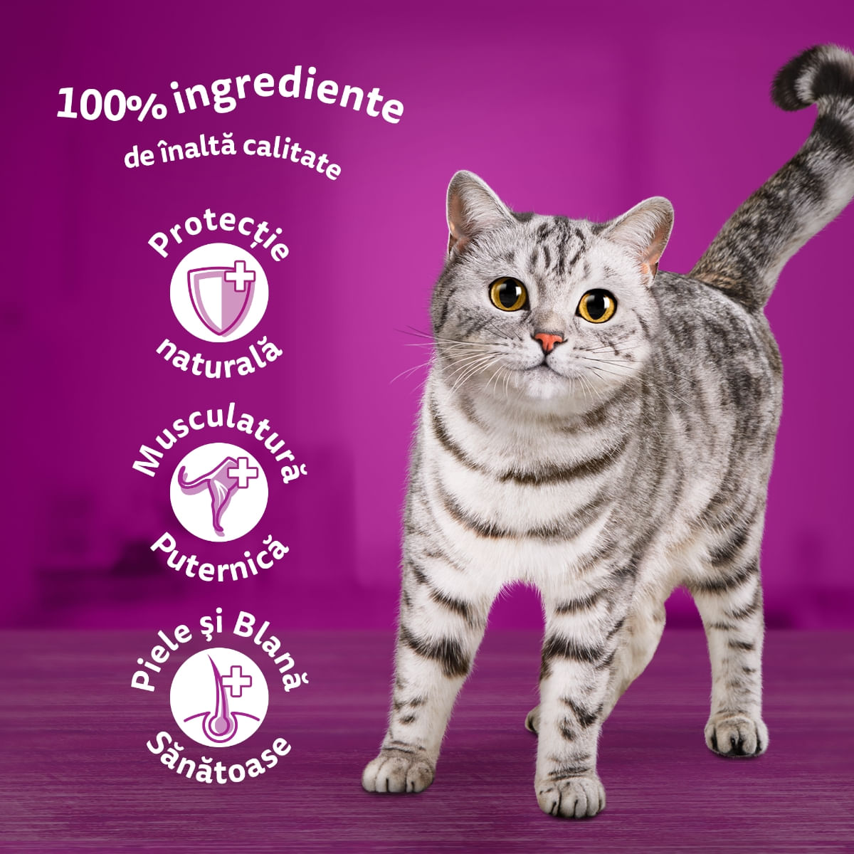 WHISKAS 1+ Poultry Feasts, Pasăre, plic hrană umedă pisici, (în aspic) WHISKAS 1+ Poultry Feasts Selectii, Pasăre, plic hrană umedă pisici, (în aspic), multipack, 85g x 12 - poza 4
